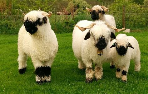 Valais Blacknose Sheep Scotland
