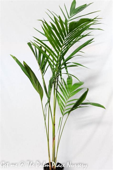 We did not find results for: Bangalow Palm - Archontophoenix cunninghamiana 200mm