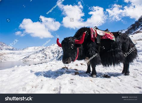 185 Yak Sikkim Animals Images Stock Photos And Vectors Shutterstock