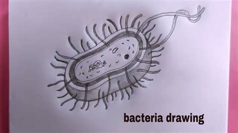 How To Draw Bacteria Easyeasy Bacteria Drawing Youtube