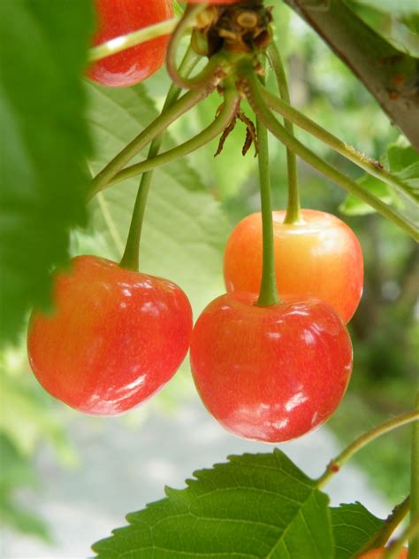 Cherries和cherryeserry1001erry第7页大山谷图库