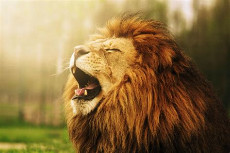 A collection of the top 44 roaring lion wallpapers and backgrounds available for download for free. "lion roar" | he the king of the land he roars for all to ...