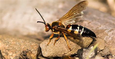 Male cicada killers don't even have stingers! Are The Killer Hornets
