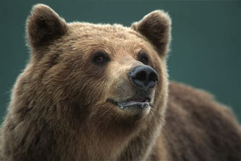 Kamchatka Bears Klaus Nigge Photography