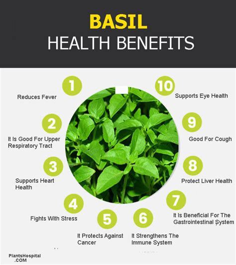 Basil Benefits Uses Preparation And Recommendations