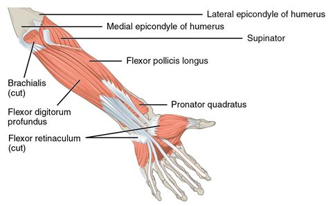 Wrist Flexors Medial Epicondyle