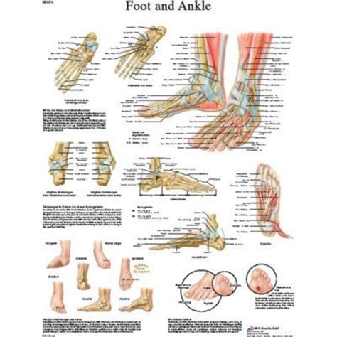 Fabrication Enterprises 3b® Anatomical Chart Foot And Ankle Laminated