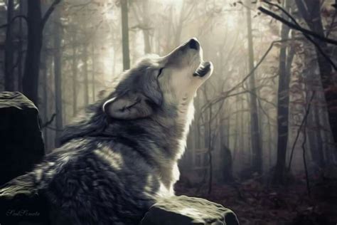 Pin By Lori Berland On Favourite Wolves Beautiful Wolves Wolf