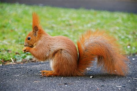 The News For Squirrels Squirrel Facts The Eurasian Red Squirrel