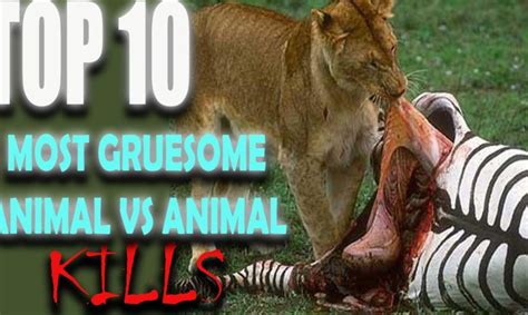 10 Most Gruesome Animal Kills Caught On Tape Warning Graphic
