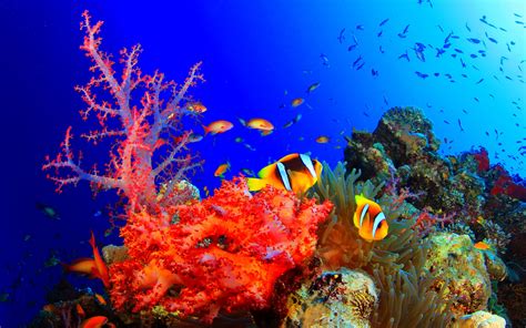 Fish Fishes Underwater Ocean Sea Sealife Nature