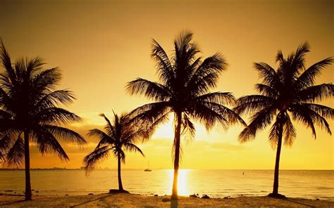Beach Palm Trees Sunset Wallpapers Hd Desktop And