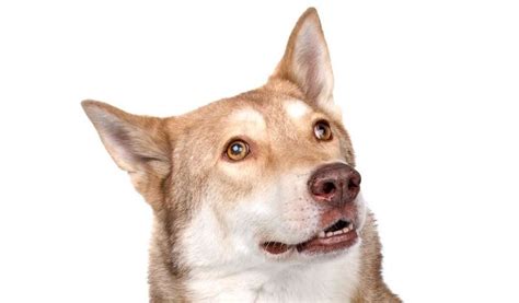 Cão lobo de saarloos (pt) razza canina (it); licg.nl - Saarlooswolfhond