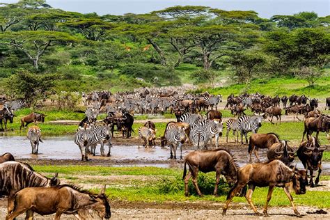 Great Wildebeest Migration Safari Guide —2023 2024 African Tours