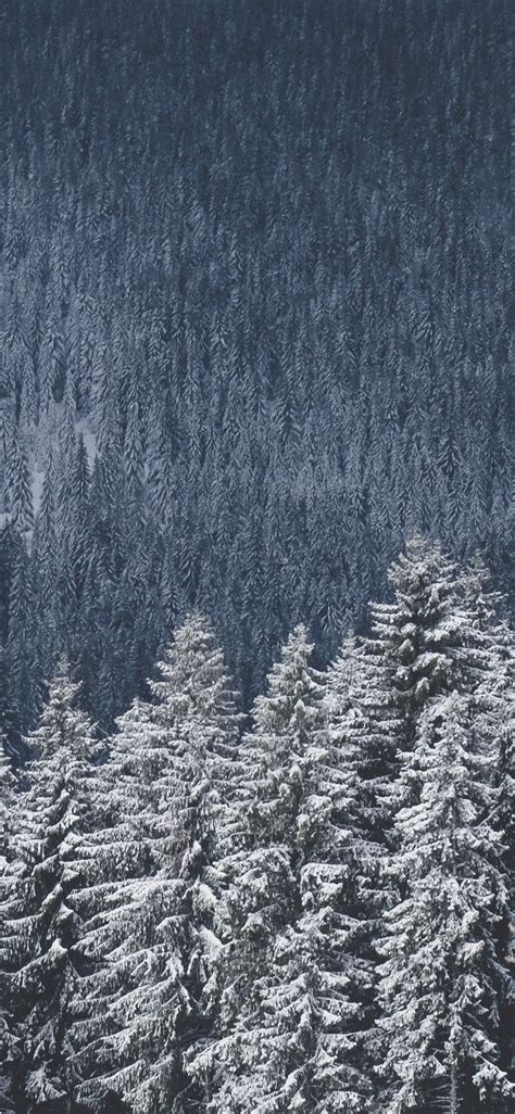 Free Download Winter Forest Iphone X Wallpaper Best Iphone Wallpaper