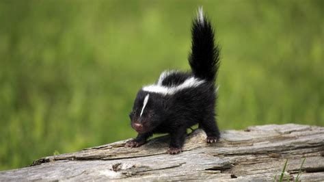 Learn About Skunk Babies And When They Leave The Den