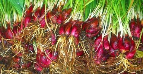 Tutorial menanam daun bawang hidroponik. Bawang Dayak | Khasiat Bawang Dayak untuk Kesehatan |SMS ...