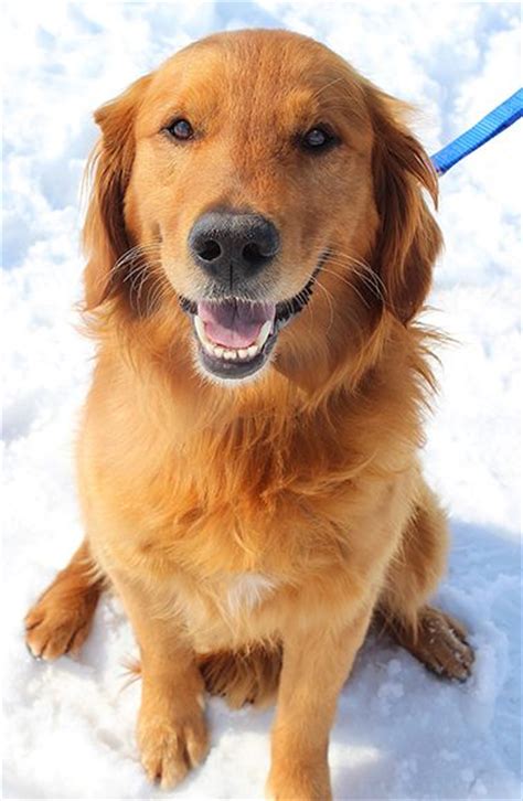 Your veterinarian will be able to spot problems, and will work with you to set up a. Golden Retriever Rescue Resource - Toledo Dog Adoptions ...