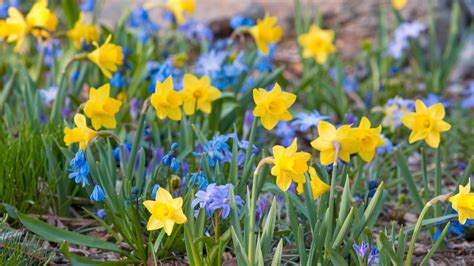 Hoosier Gardener Get Ready To Plant For Spring With The Best Bulbs