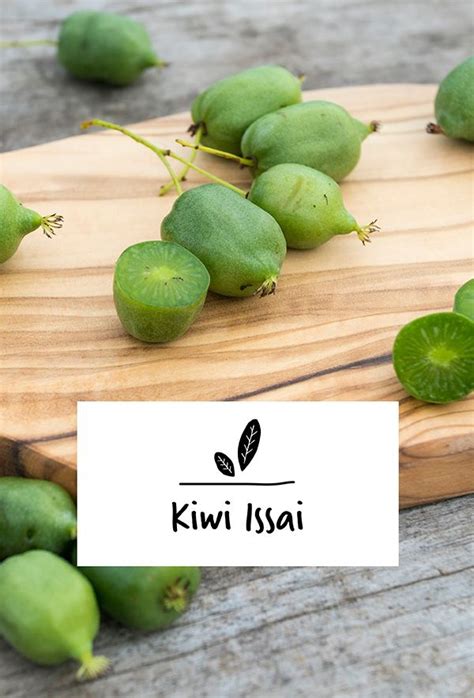Der biogartenversand aus jeebel bietet ein einzigartiges sortiment aus biosaatgut, pflanzkartoffeln, pflanzen, obstbäumen, sträuchern, gartengeräten, düngern und vielem. Mini-Kiwi Issai | Kiwi issai, Kiwi, Pflanzen