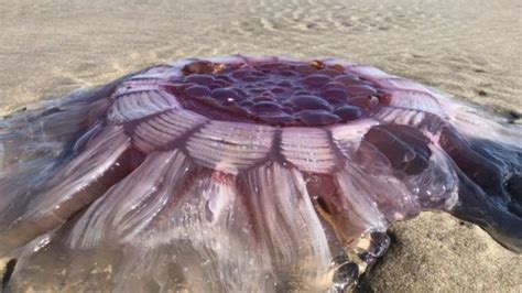 Lions Mane Jellyfish ‘monster Found On Nz Beach