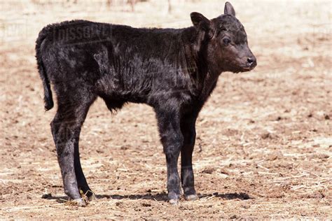 Black Angus Calf Standing In Pasture Stock Photo Dissolve