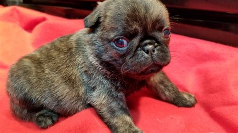 We are located in beautiful southern oregon. View Ad: Pug Litter of Puppies for Sale near Oregon, SALEM, USA. ADN-40183