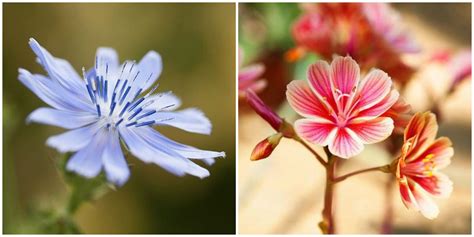The showing of our expressions, feelings, and emotions through flowers is called floriography. 30 Beautiful Flower Images - Pictures of Pretty Flowers