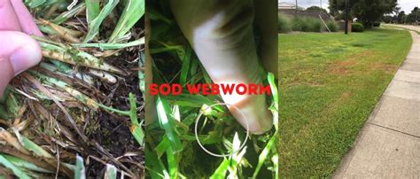 How To Identify And Treat Sod Webworms Houston Grass Pearland