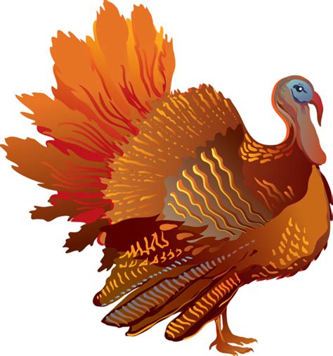 Download High Quality Turkey Clipart Realistic Transparent Png Images