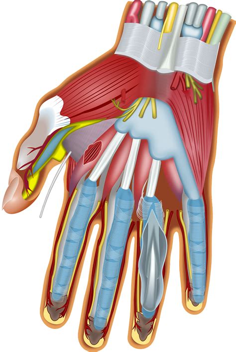 Human Hand Muscles