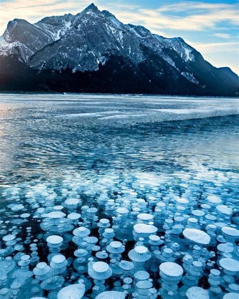 Frozen Methane Gas Bubbles Photographed At Abraham Lake In Banff