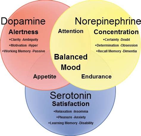 Dopamine Vs Serotonin Vs Norepinephrine Dentro Deun