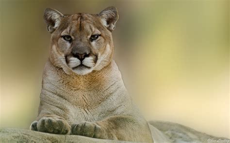 Wallpaper Puma Cougar Mountain Lion 3840x2400 Download Hd