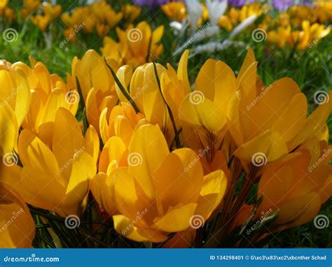 Spring Meadow With Yellow Flowering Crocuses Stock Image Image Of