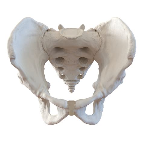 3d Model Of Male Pelvis Skeleton