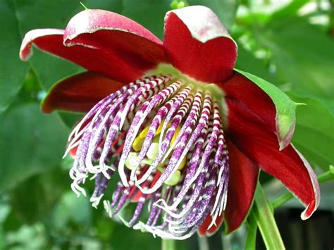 20 Best Images About Strange But Beautiful Flowers On Pinterest A