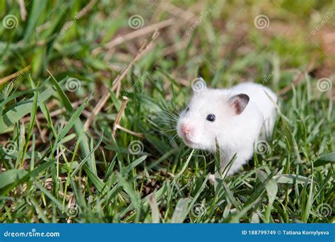 Hamster In The Grass Stock Image Image Of Outdoor 188799749