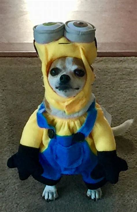 Walking Minion Dog Costume Bob Baxterboo