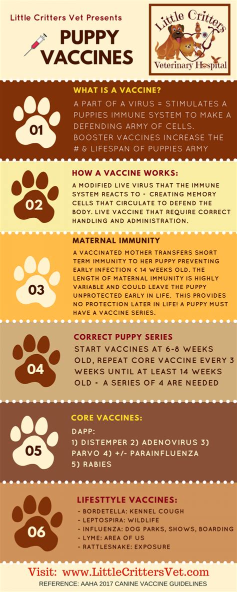 What Injections Do Puppies Need To Have And When