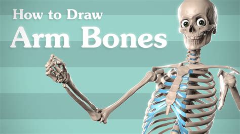 Human Arm Bone Anatomy Infographic Diagram Of Human Skeleton Upper