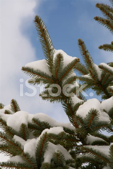 Snowy Pine Tree Branch Stock Photo Royalty Free Freeimages
