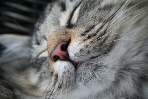 Free Images Sweet Wildlife Pet Fur Kitten Fauna Yawn Close Up