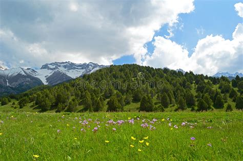 Green Meadow With Snowy Mountains On Background Stock Photo Image Of