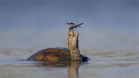 Perfect Timing Winners Of The Comedy Wildlife Photography Awards 2023