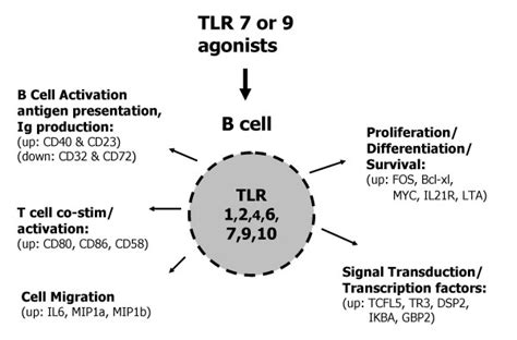 Functional Consequences Of Tlr7 And Tlr9 Regulated Gene Expression In