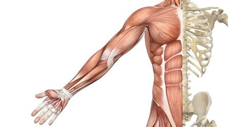 These muscle names are based on the muscles' resemblance to some objects. Enjoy Stronger Muscles, Higher Vitality, and a Longer ...