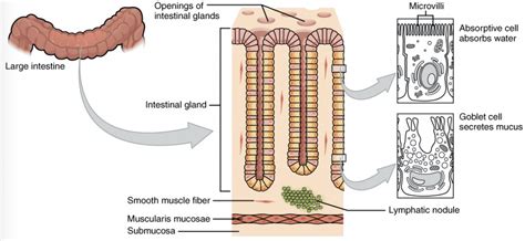 Large Intestine Function In Human Body Bruin Blog