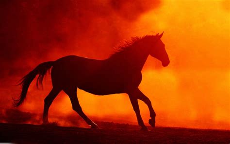 Abstract Horse Wallpapers Top Free Abstract Horse Backgrounds