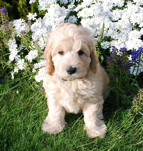 Our puppies are raised in our own home to give them the best possible start. Mini Australian Labradoodle | ラブラドゥードル, いぬ, 犬